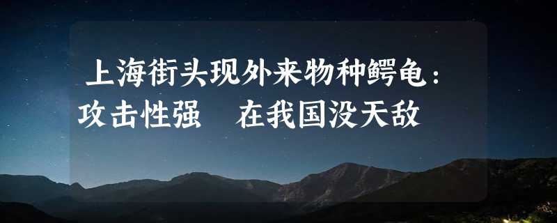 上海街头现外来物种鳄龟：攻击性强 在我国没天敌