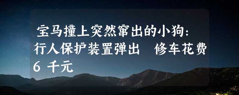 宝马撞上突然窜出的小狗：行人保护装置弹出 修车花费6千元