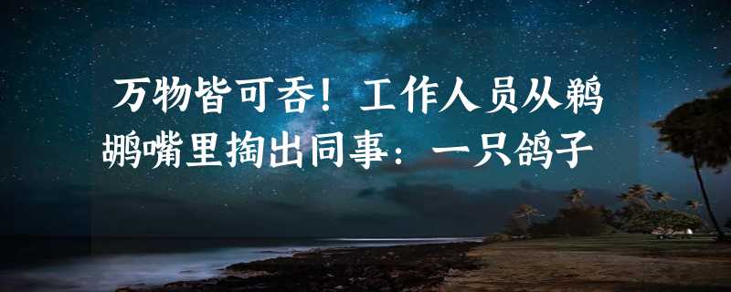 万物皆可吞！工作人员从鹈鹕嘴里掏出同事：一只鸽子