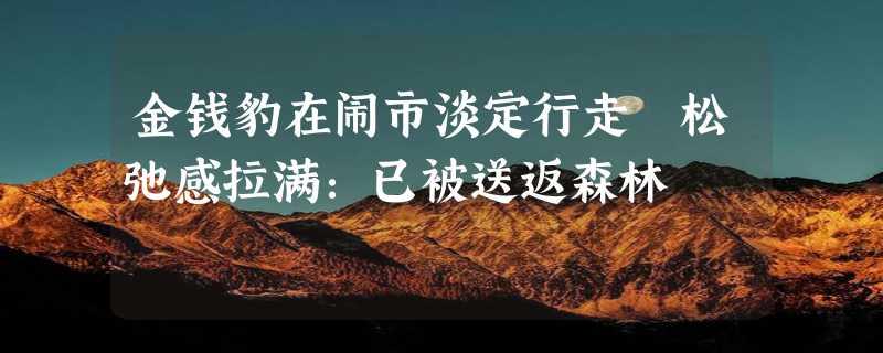 金钱豹在闹市淡定行走 松弛感拉满：已被送返森林