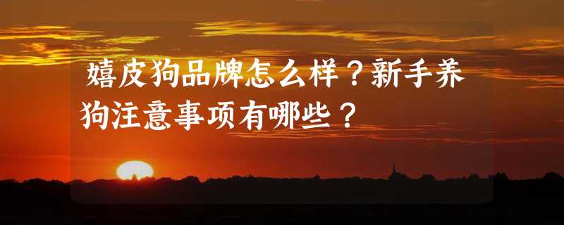 嬉皮狗品牌怎么样？新手养狗注意事项有哪些？