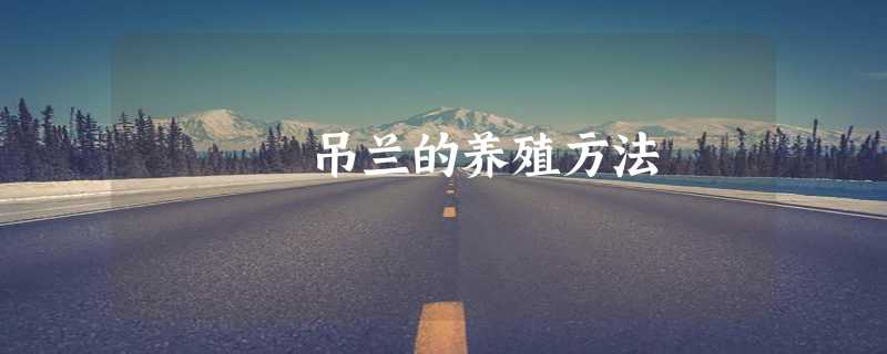 吊兰的养殖方法