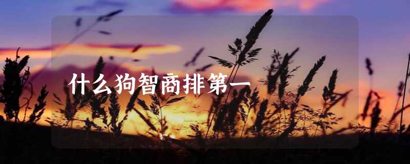 什么狗智商排第一