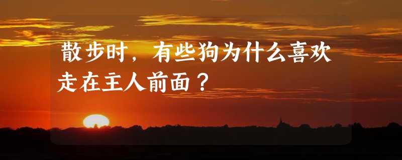 散步时，有些狗为什么喜欢走在主人前面？