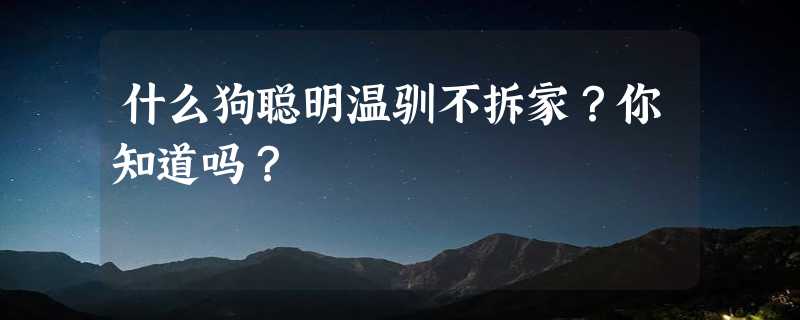 什么狗聪明温驯不拆家？你知道吗？