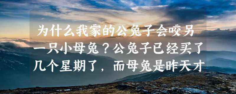 为什么我家的公兔子会咬另一只小母兔？公兔子已经买了几个星期了，而母兔是昨天才买的？