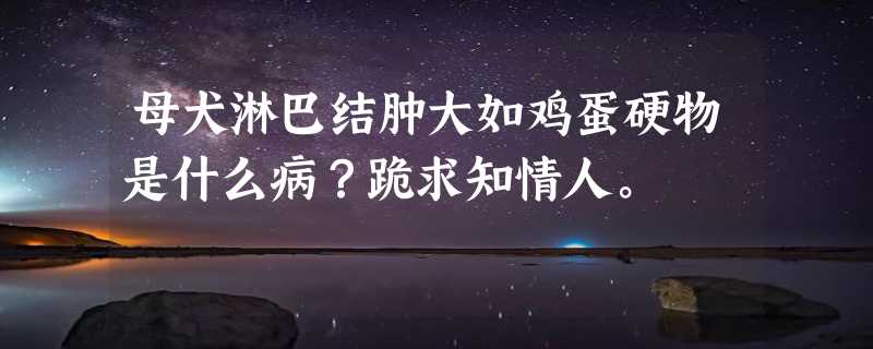 母犬淋巴结肿大如鸡蛋硬物是什么病？跪求知情人。