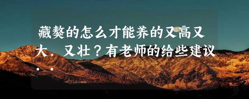 藏獒的怎么才能养的又高又大，又壮？有老师的给些建议··