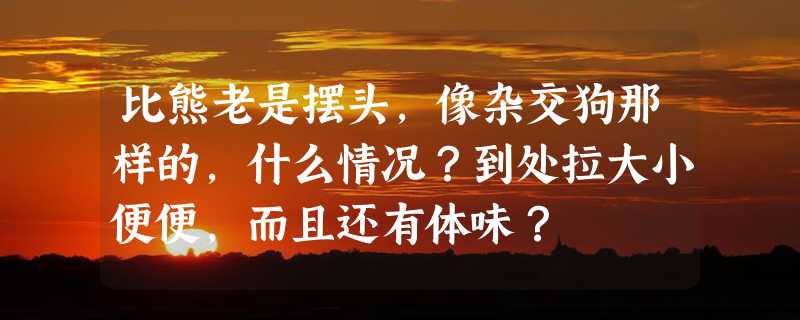 比熊老是摆头，像杂交狗那样的，什么情况？到处拉大小便便，而且还有体味？