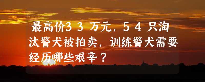 最高价33万元，54只淘汰警犬被拍卖，训练警犬需要经历哪些艰辛？