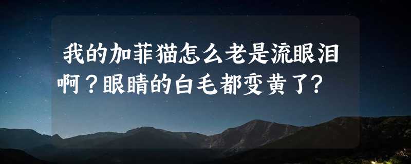 我的加菲猫怎么老是流眼泪啊？眼睛的白毛都变黄了?