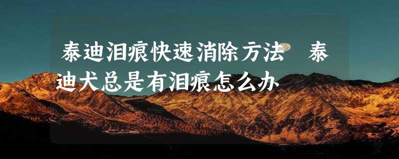 泰迪泪痕快速消除方法 泰迪犬总是有泪痕怎么办