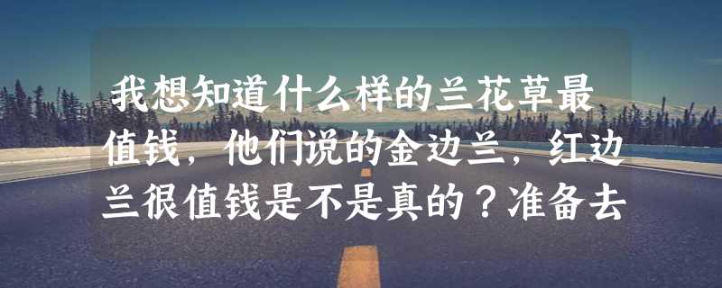 我想知道什么样的兰花草最值钱，他们说的金边兰，红边兰很值钱是不是真的？准备去山上找兰草回来种