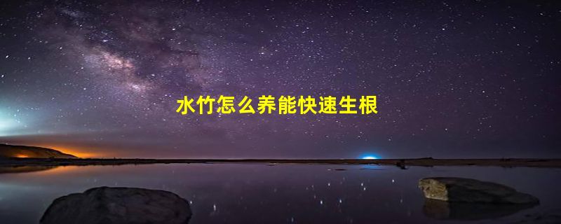 水竹怎么养能快速生根