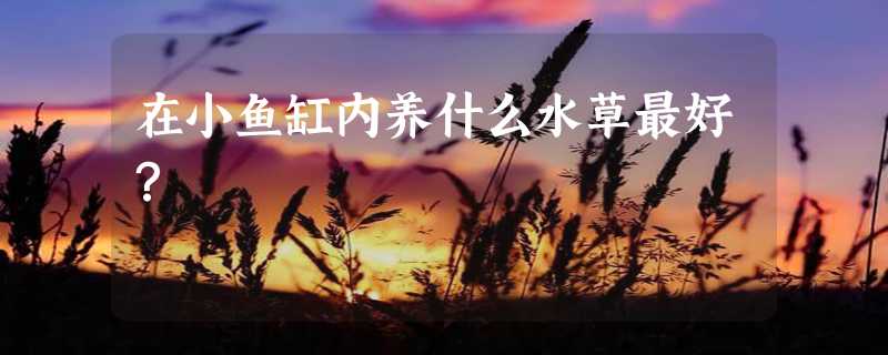 在小鱼缸内养什么水草最好？