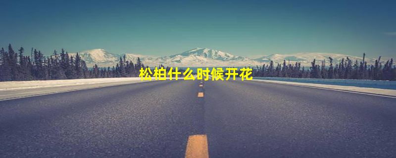 松柏什么时候开花