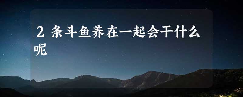 2条斗鱼养在一起会干什么呢